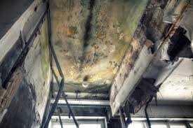 Best Commercial Mold Inspection  in Rock Island, WA